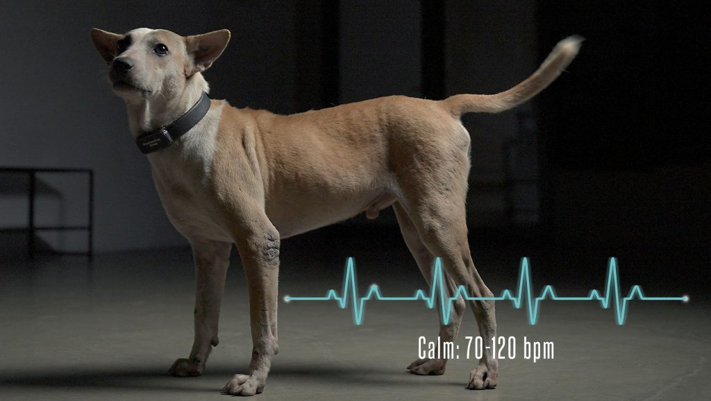 Collar Pintar Pendeteksi Trauma Pada Anjing