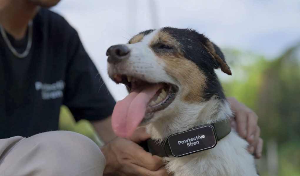 Teknologi Canggih di Collar Pintar Untuk Anjing, Foto: Dok. Pawtective Siren