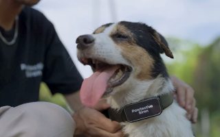 Teknologi Canggih di Collar Pintar Untuk Anjing, Foto: Dok. Pawtective Siren