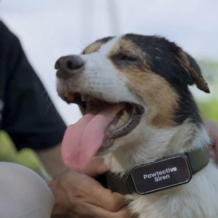 Teknologi Canggih di Collar Pintar Untuk Anjing, Foto: Dok. Pawtective Siren
